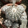 Copiapoa_cinerea